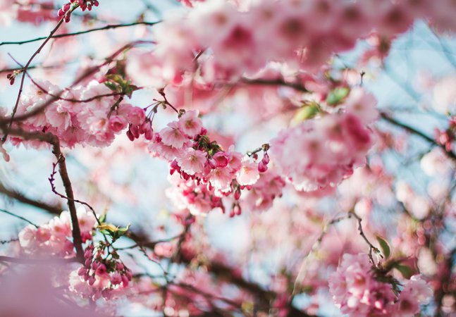Cherry blossom tree