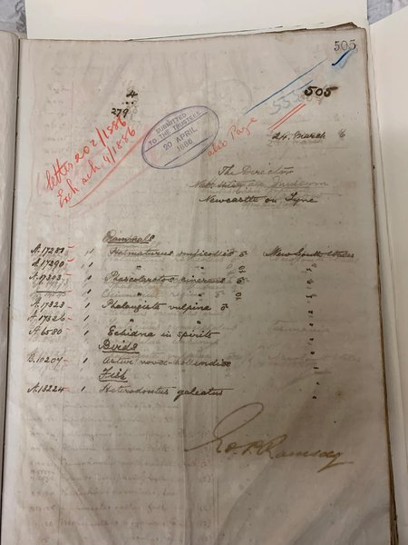 Australian Museum original accession records — our wallaby is listed as specimens A17281 and A17290 ( © Australian Museum courtesy of Robert Dooley)