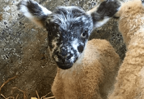 GNM Spring Walk photo