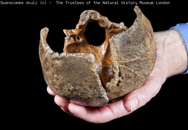 the Swanscombe skull
