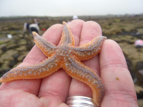 starfish
