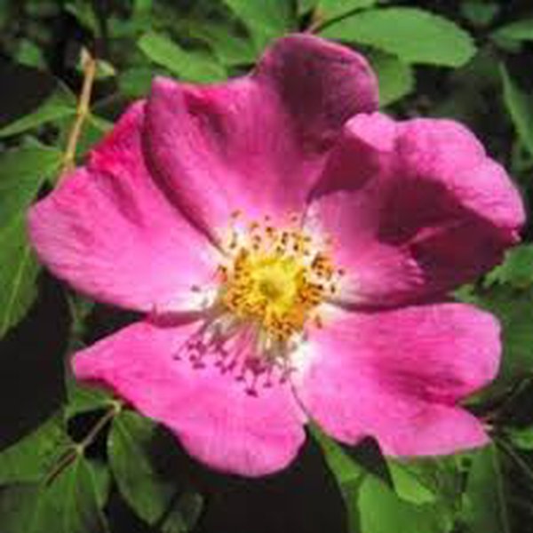 Pink wild rose