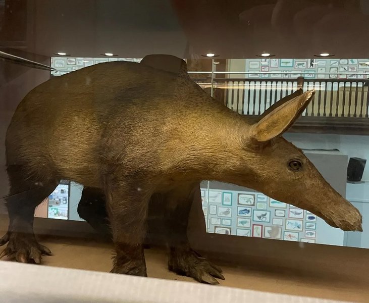 Aardvark on display in the Living Planet Gallery