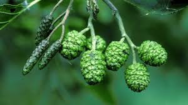 Alder tree fruit - female catkins Alder tree fruit - female catkins