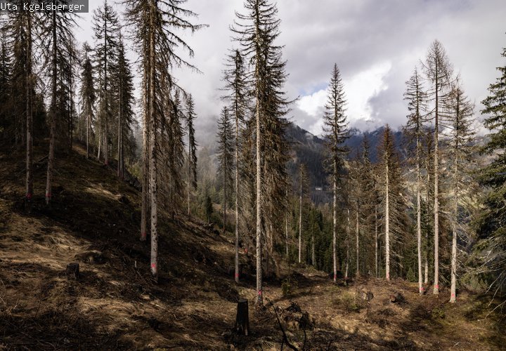 Forest Install Crosses