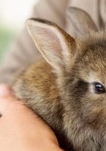 Animal Handling Session: Image of a brown rabbit in the arms of a child