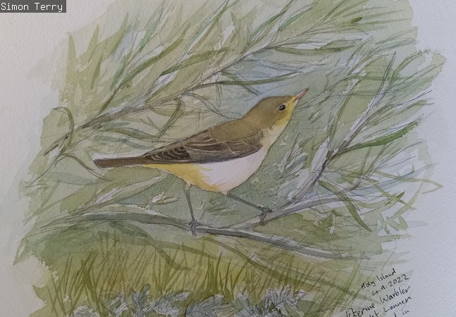 A sketch of a bird resting on a branch.