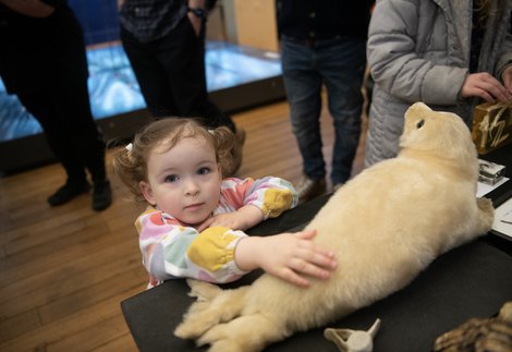 A child touches a taxidermy seal. 