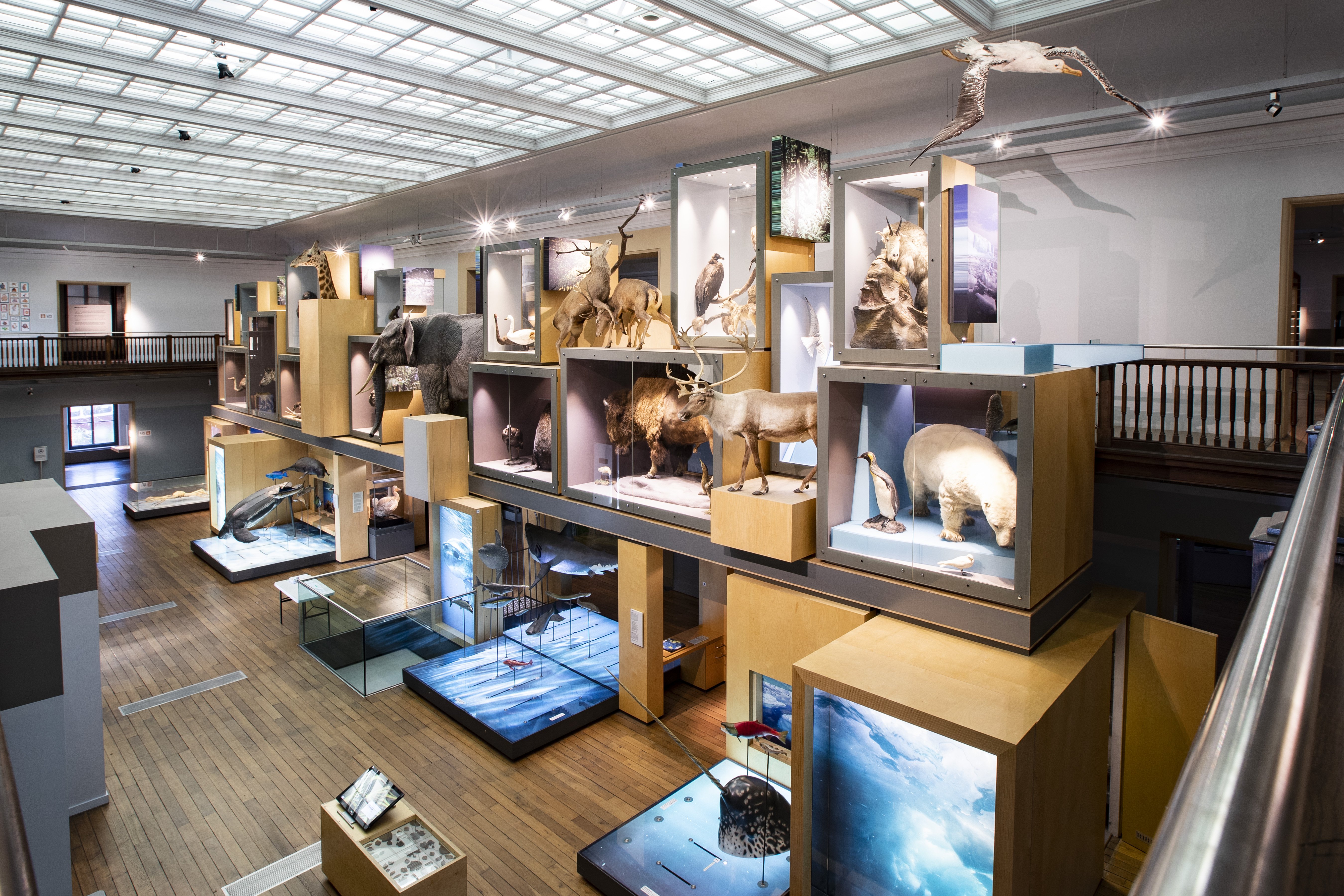 Living planet gallery is full of taxidermy and model animals. Living planet gallery is full of taxidermy and model animals.