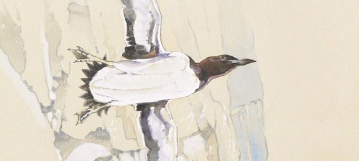 Bird artwork by Eric Ennion