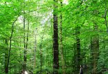 Two people stand in the forest. One points a light at the other.