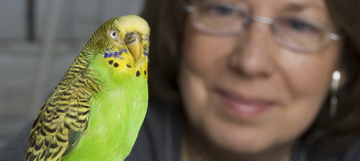 Sparkie the Talking Budgie