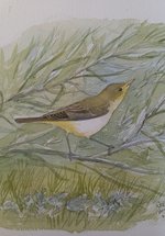 A sketch of a bird resting on a branch.