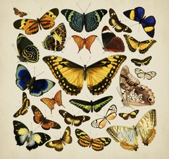 Illustrations of Exotic Butterflies.
