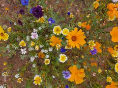 Wild flowers