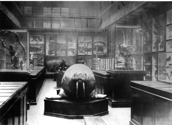 Hancock museum archive gallery