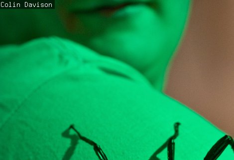 New Guinea Spiny Stick insect