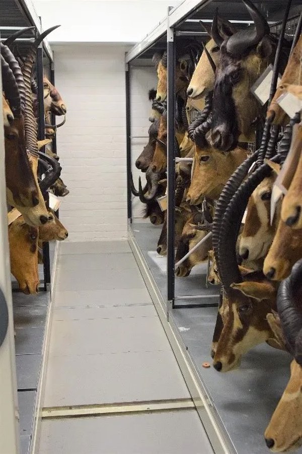 A rack of game trophies from the Chapman collection in the Great North Museum: Hancock resource centre.