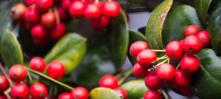 Red berries