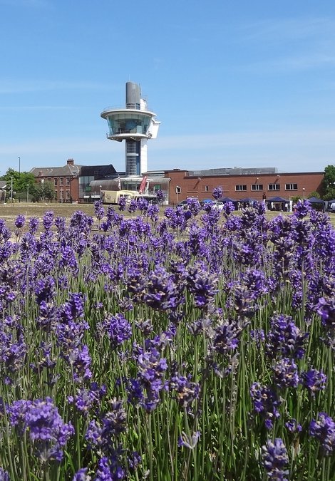 Lavender bushes in foreground with viewing tower in background