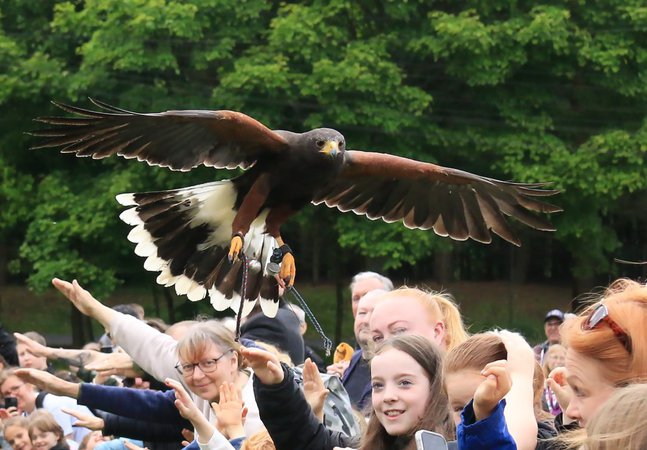 A crowd of people watch a falcon display