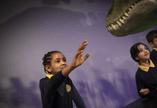 A child reaches out to touch a plastic dinosaur model