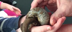 Animal Handling