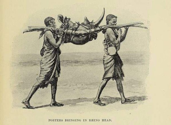 Illustration from ‘On Safari’ showing porters returning from a hunt with a rhino head destined to become a hunting trophy.