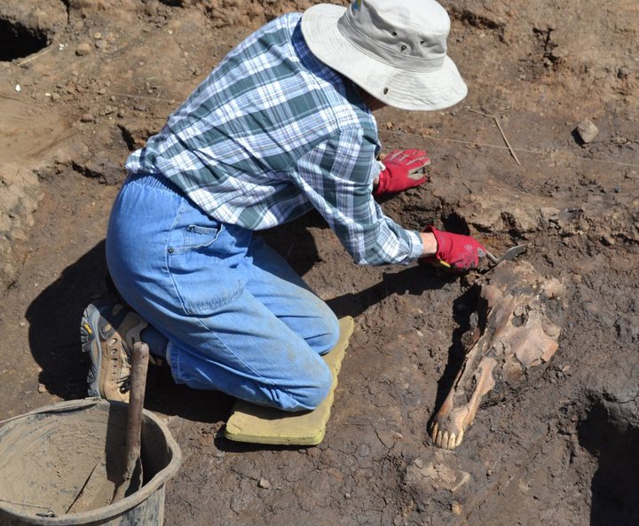 A person excavating a horse skull