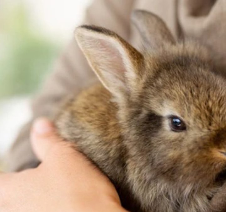 Animal Handling Session: Image of a brown rabbit in the arms of a child