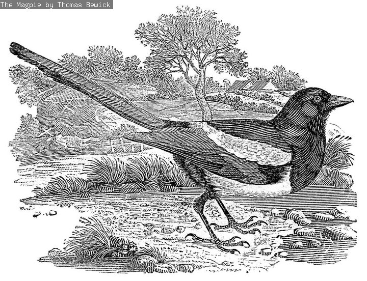 A black and white print of a magpie