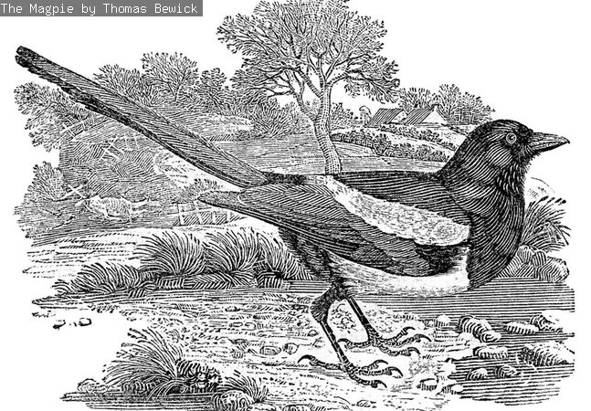 A black and white print of a magpie