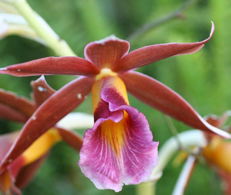 A close up image of an orchid flower