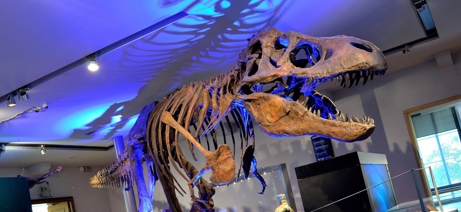 Replica cast of a Tyrannosaurs rex skeleton with dramatic blue lighting