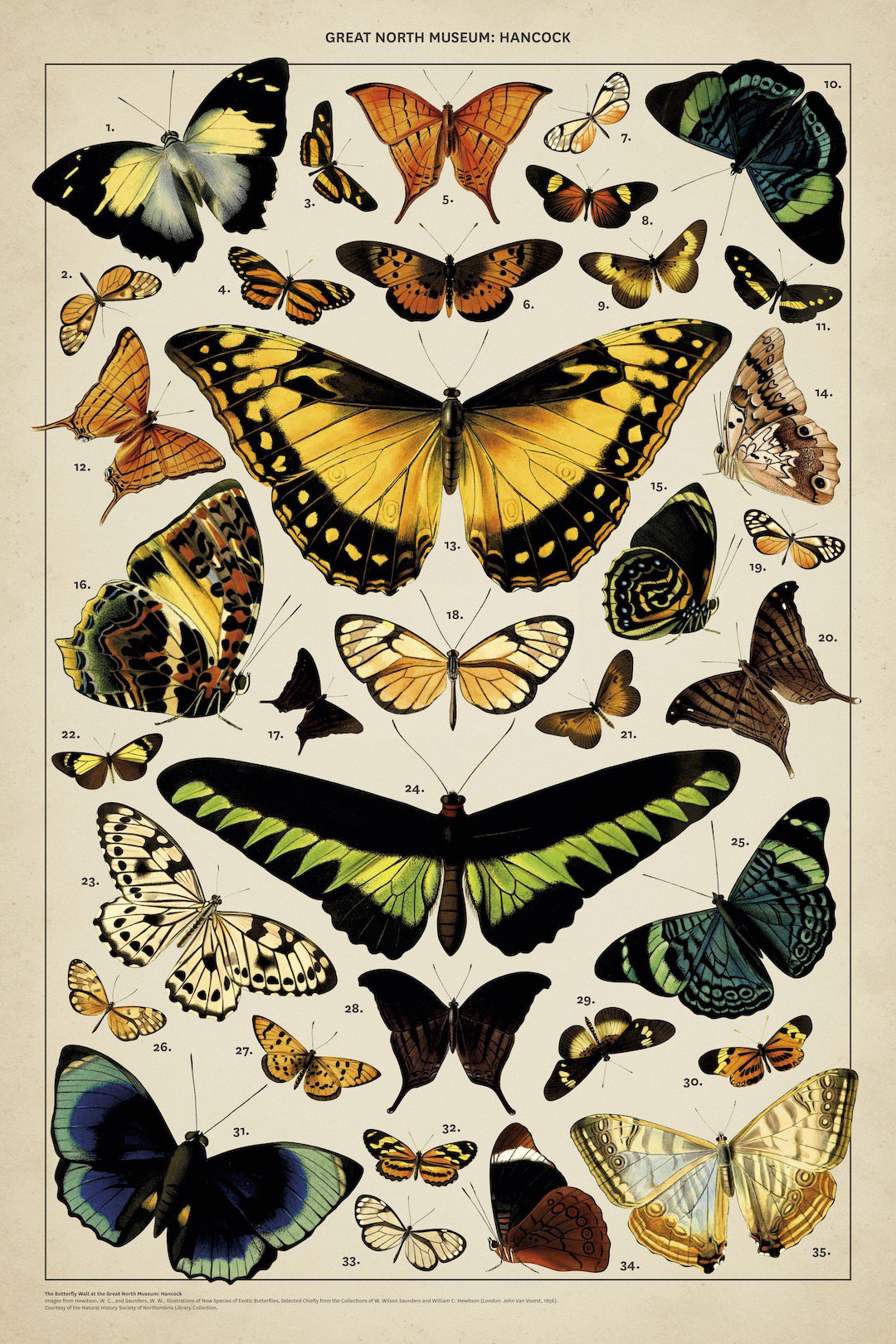 Images from Hewitson, W. C., and Saunders, W. W., Illustrations of New Species of Exotic Butterflies, Selected Chiefly from the Collections of W. Wilson Saunders and William C. Hewitson (London: John Van Voorst, 1856). Courtesy of the Natural History Society of Northumbria Library Collection.