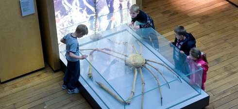 Children look at the giant Japanese spider crab at the Great North Museum: Hancock