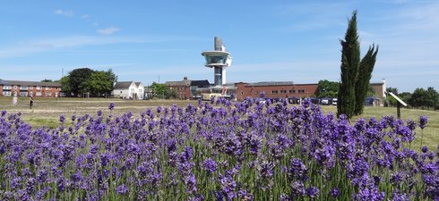 Lavender bushes in the foreground, Segedunum viewing tower and museum buildings in the background