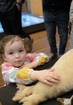 A child touches a taxidermy seal. 