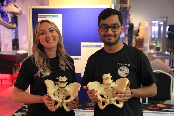 Two people holding pelvis bone models