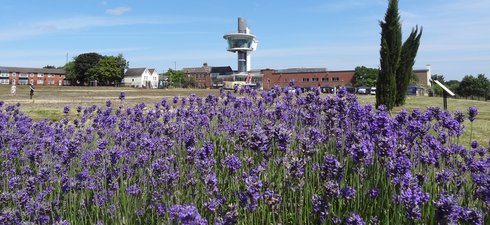 Lavender bushes in foreground with viewing tower in background
