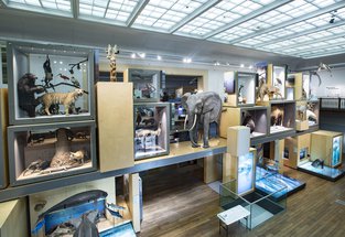 Hidden truths in the natural history collection