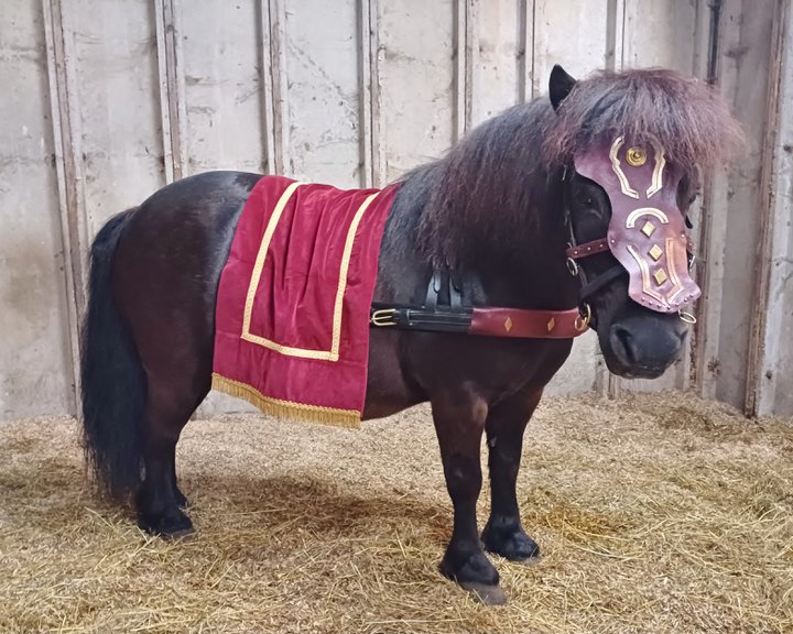 Mini pony with bridle