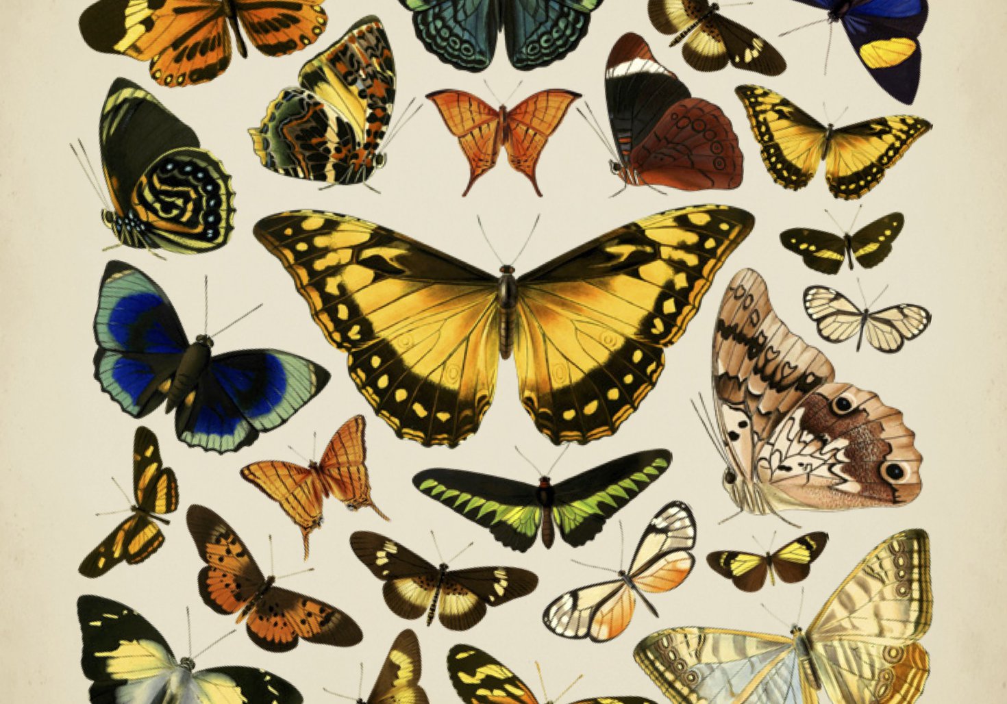 Illustrations of Exotic Butterflies.