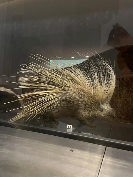 Crested Porcupine on display in the Living Planet Gallery