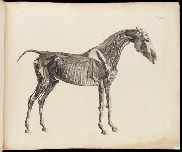 Muscles, bones and blood-vessels of a horse: an écorché figure, side view. Engraving with etching by G. Stubbs, 1766. 