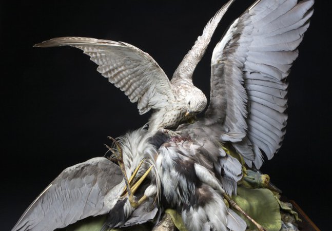 A taxidermy falcon attacking a heron