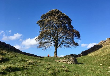 Sycamore Gap 