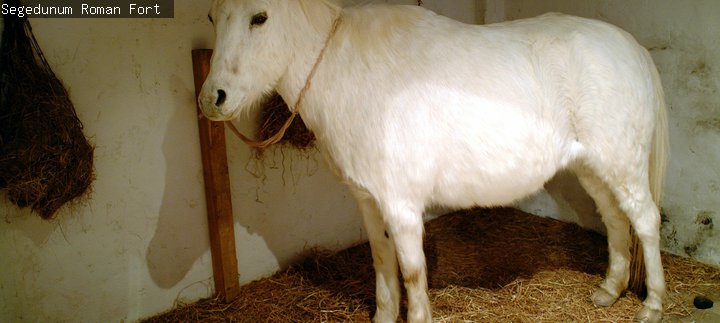 Segedunum Roman Fort 