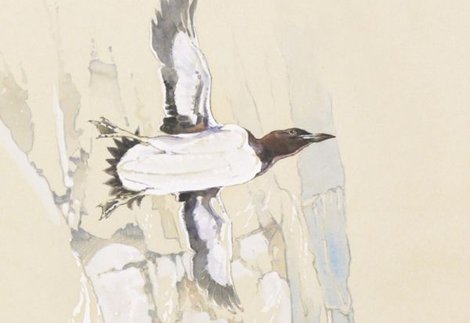 Bird artwork by Eric Ennion