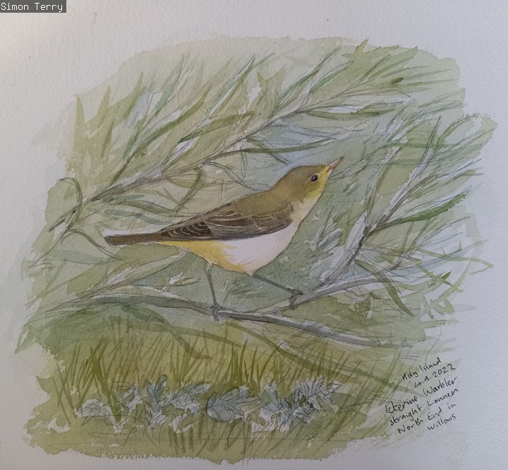 A sketch of a bird resting on a branch.